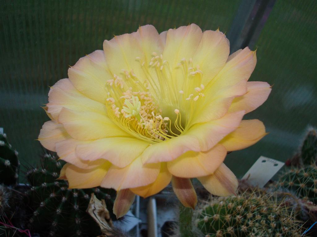 Eigene Echinopsis/Consolation 4.0.jpg